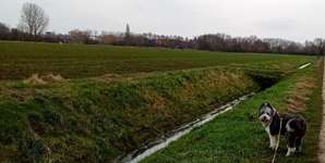 Hundeauslaufgebiet-Drakenburger Marsch-Bild