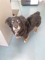 Bauchspeicheldrüsen-Entzündung-Beitrag-Bild