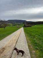 Hundeauslaufgebiet-Heubach-Böbingen-Bild