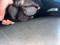 Schnittverletzung an der Pfote-Beitrag-Bild