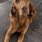 Ständiges Lecken-Beitrag-Bild