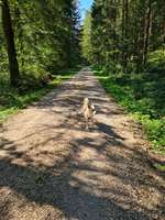 Hundeauslaufgebiet-Nassachtal-Bild