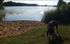 Hundeauslaufgebiet-Luckower See Hundebadestrand-Bild