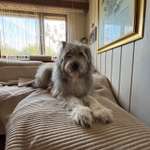 Suchmeldung-Balou-Bild