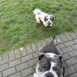 Was haltet ihr davon, wenn Fremde eurem Hund Leckerlies geben?-Beitrag-Bild