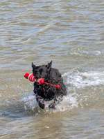 Hundeauslaufgebiet-Hundestrand Pottloch-Bild