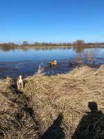 Hundeauslaufgebiet-Stausee Wechmar-Bild