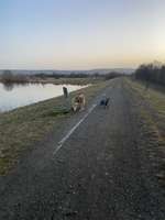 Hundeauslaufgebiet-Stausee Wechmar-Bild