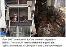 "Messi-Zucht" in Ungarn - der Fall Brigitta M.-Beitrag-Bild