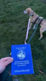 Suchen Ukrainer*innen ihre Hunde?-Beitrag-Bild