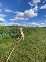 Hundeauslaufgebiet-Auf'm Kamp-Bild