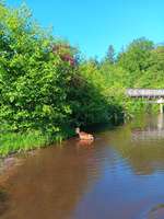 Hundeauslaufgebiet-An der Oste-Bild