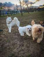 Hundeauslaufgebiet-Hundewiese Bad Vilbel Dortelweil-Bild