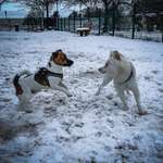 Hundeauslaufgebiet-Hundewiese Bad Vilbel Dortelweil-Bild