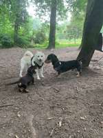 Hundeauslaufgebiet-Grüneburgpark-Bild