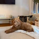 9 Wochen alter Welpe zur Ruhe kommen-Beitrag-Bild