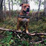 Ersteller:in Pierce Profilbild