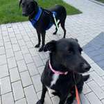 Ersteller:in Tobias Profilbild