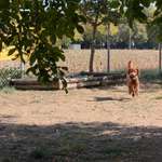 Hundeauslaufgebiet-Hundewiese ossweil-Bild