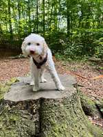 Hundeauslaufgebiet-Hundewald Vieburger Gehölz-Bild