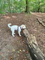 Hundeauslaufgebiet-Hundewald Vieburger Gehölz-Bild