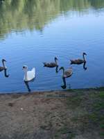 Hundeauslaufgebiet-Wöhrder See-Bild