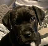 Ist hier jemand mit ein cane corso ?-Beitrag-Bild