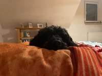 Suchmeldung-Robbie-Bild