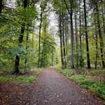 Hundeauslaufgebiet-Stadtwald am Blosenberg-Bild