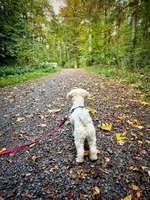 Hundeauslaufgebiet-Stadtwald am Blosenberg-Bild