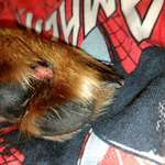 Kralle längs abgerissen, leben liegt frei...-Beitrag-Bild