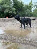Hundeauslaufgebiet-Eichbaumpark/An der Dove Elbe-Bild