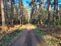 Hundeauslaufgebiet-Geistinger Wald-Bild