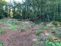 Hundeauslaufgebiet-Geistinger Wald-Bild