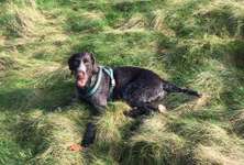 Suchmeldung-Maggy-Bild