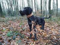 Suchmeldung-Maggy-Bild