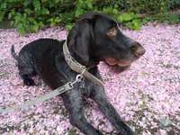 Suchmeldung-Maggy-Bild