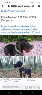 Suchmeldung-Maggy-Bild