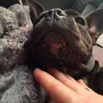 Kinnakne Junghund-Beitrag-Bild