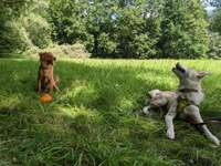 Hundeauslaufgebiet-Mühlgraben-Bild