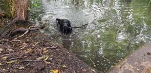 Hundeauslaufgebiet-Hainburger Sumpf-Bild