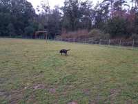 Hundeauslaufgebiet-Klein-Krotzenburg-Bild