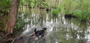 Hundeauslaufgebiet-Hainburger Sumpf-Bild