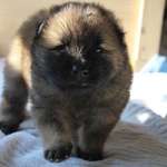 Ersteller:in Joshi & Profilbild