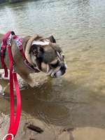 Hundeauslaufgebiet-Seenpark III-Bild