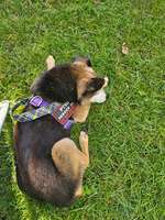 Rasen fressen unterbinden-Beitrag-Bild