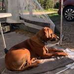 Suchmeldung-Merlin-Bild