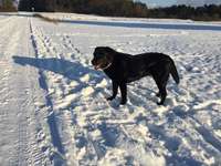 Hundeauslaufgebiet-Mainauen Frankenberg-Bild
