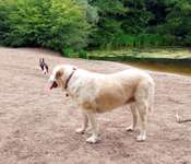 Hundeauslaufgebiet-Huntsteert-Bild