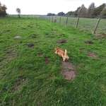 Hundeauslaufgebiet-Delmegrund Hundefreilauf-Bild